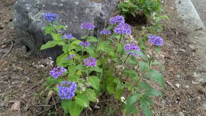 上川神社の自然