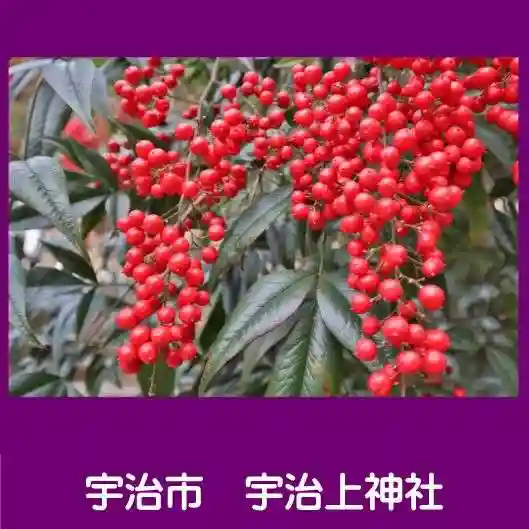 宇治上神社の自然