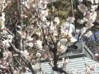 浄光明寺の自然