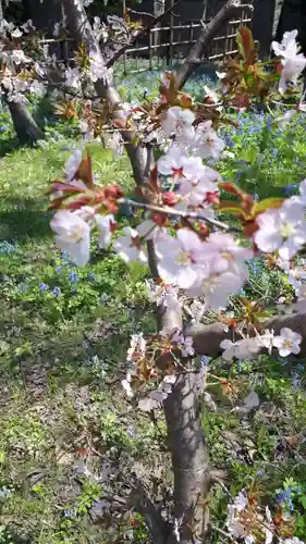 新琴似神社の自然