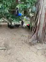 賀露神社の動物