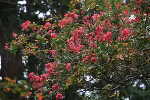 田村神社の自然