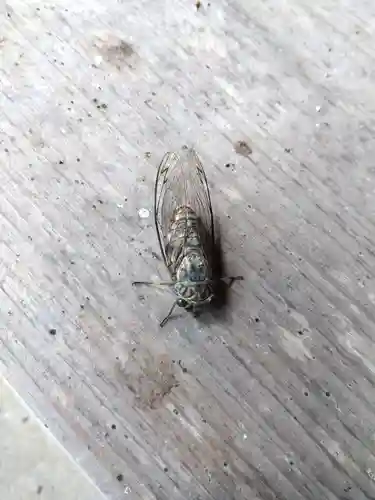 天満神社(福井県)