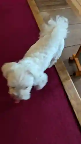 本昌寺(京都府)