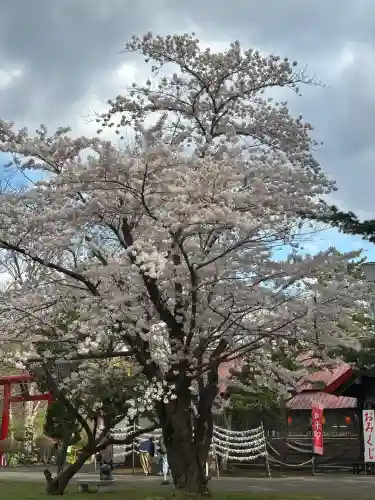 札幌護國神社の自然