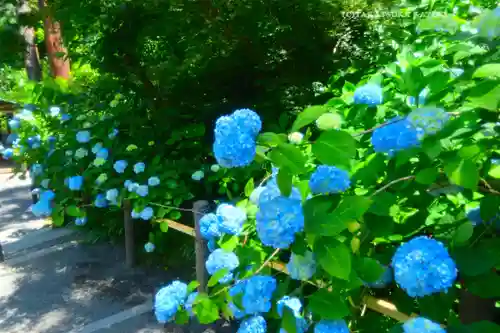 明月院(神奈川県)