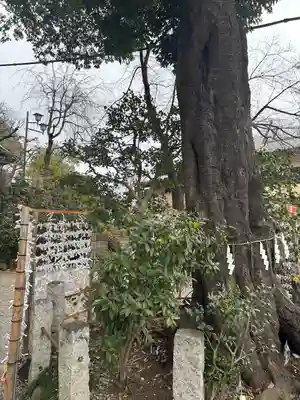 所澤神明社(埼玉県)