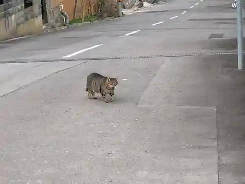 函館護國神社の動物