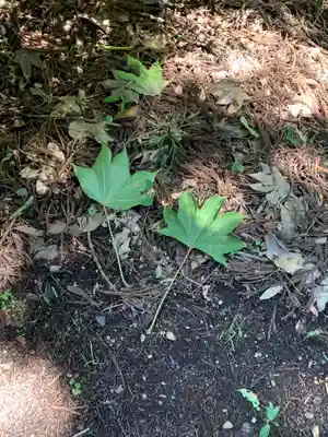白山比咩神社の自然