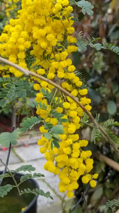 勝林寺(京都府)
