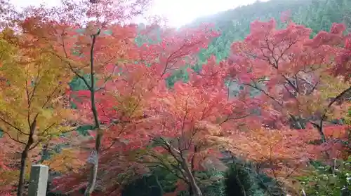 吟松寺の自然