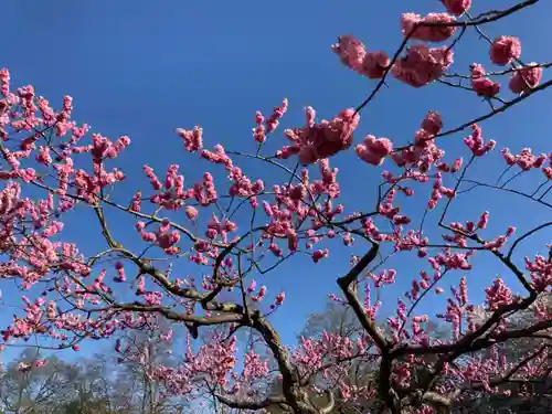 北海道神宮の自然