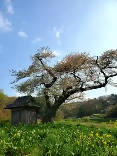 小沢の桜祠の自然