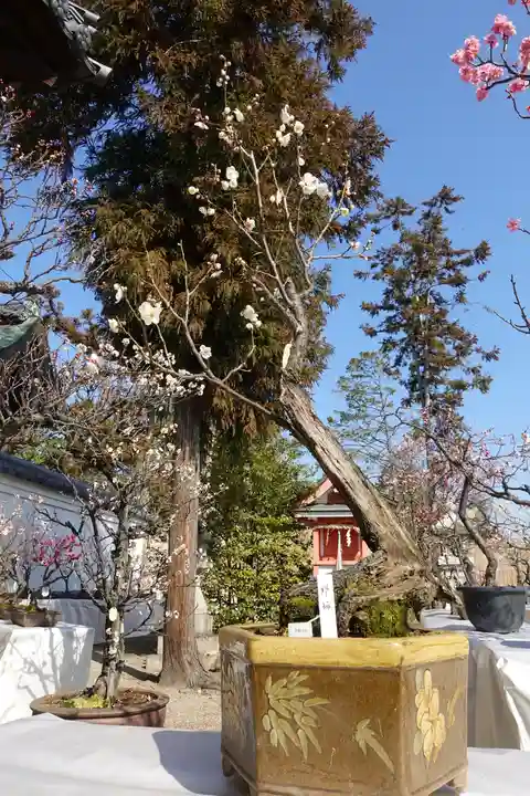 菅原天満宮(菅原神社)(奈良県)
