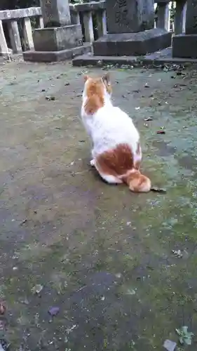 前玉神社の動物