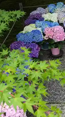 勝林寺(京都府)