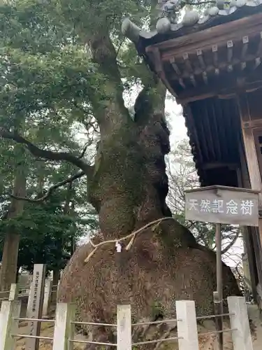 八幡社（西）の自然