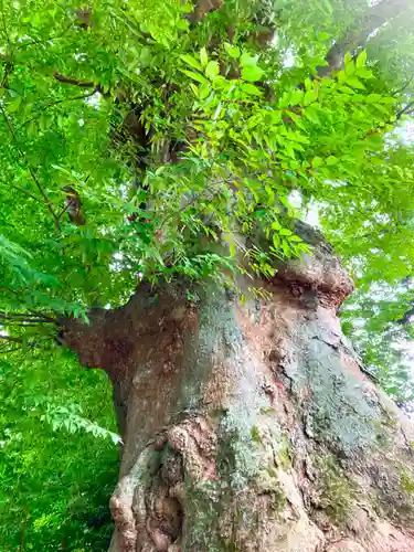 専修寺(栃木県)
