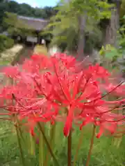 横浜　西方寺の庭園