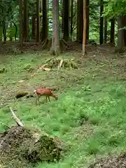 三峯神社の動物