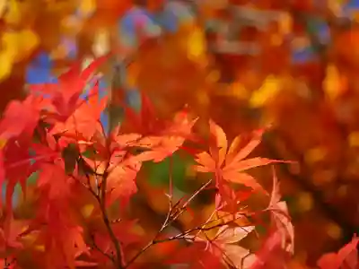 極楽山　浄土寺の自然