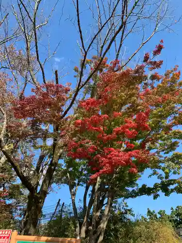 高尾山薬王院の自然