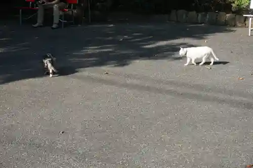 唐澤山神社の動物