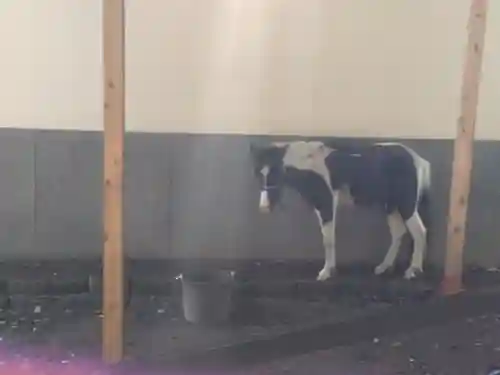 平塚八幡宮(神奈川県)