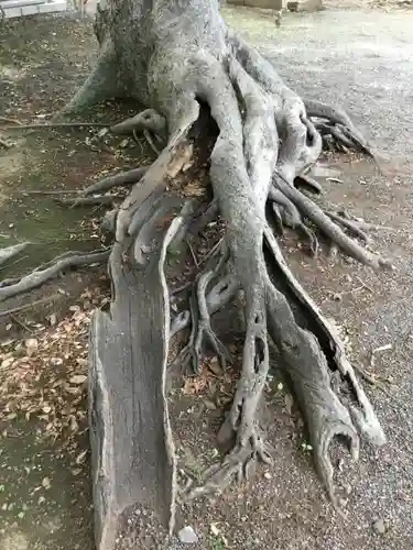 平塚神社の自然