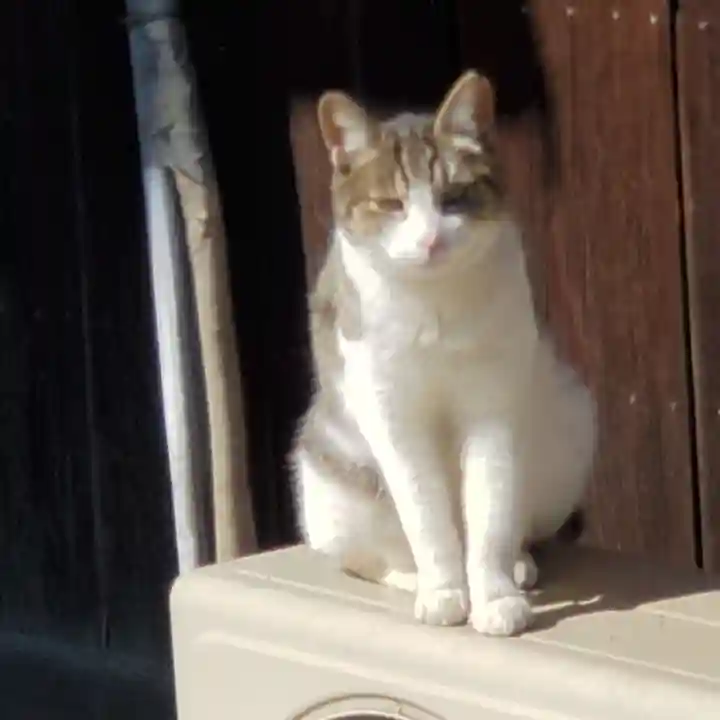 鎭國守國神社の動物