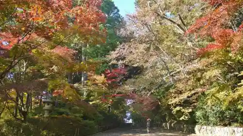 光明寺（粟生光明寺）の自然