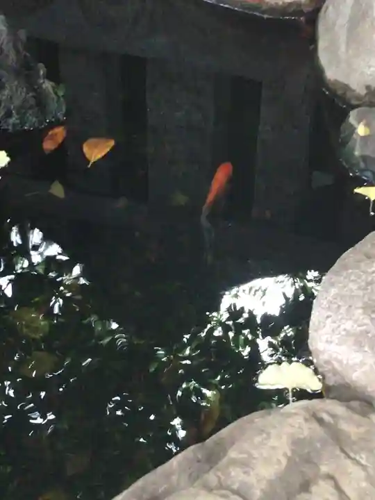神明氷川神社の動物