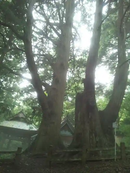 子安神社の自然