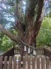 安房神社(千葉県)