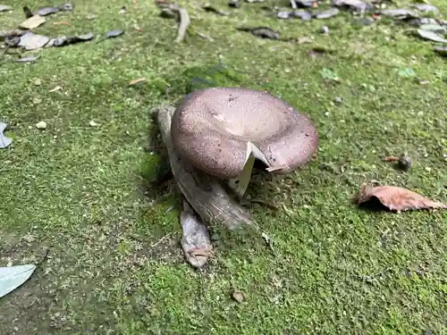 西山神社の自然