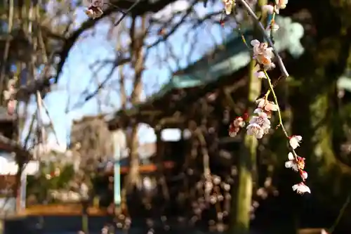 峯ヶ岡八幡神社(埼玉県)