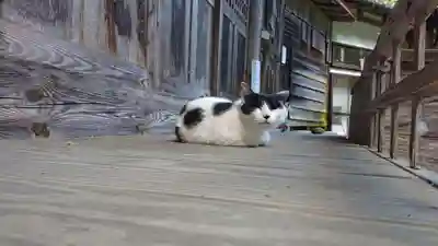 修那羅山安宮神社の動物