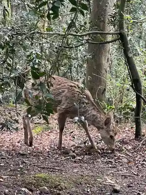 春日大社(奈良県)