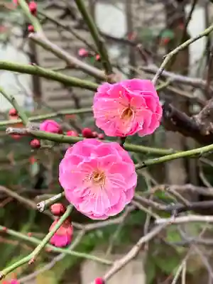 三宮神社(兵庫県)
