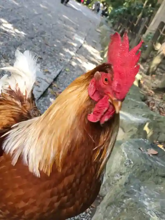 熱田神宮(愛知県)