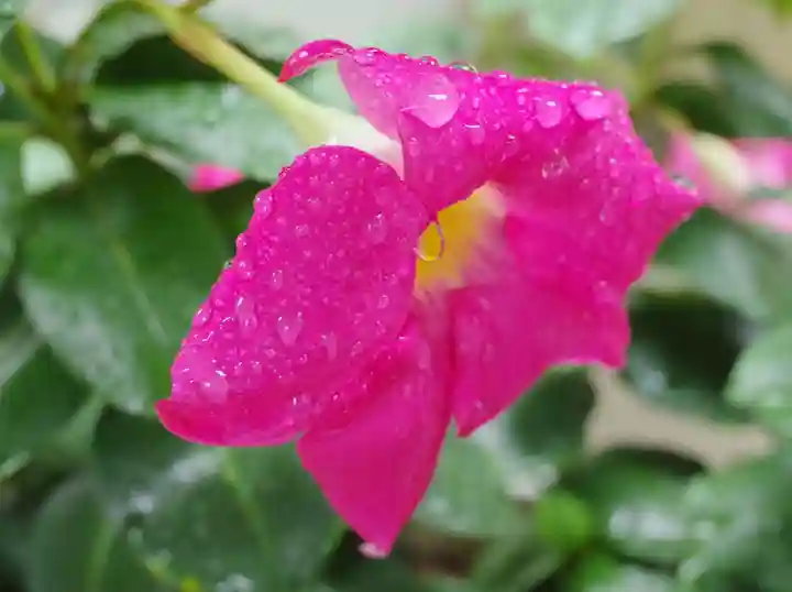 待乳山聖天(本龍院)の自然