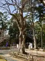 小御門神社の自然