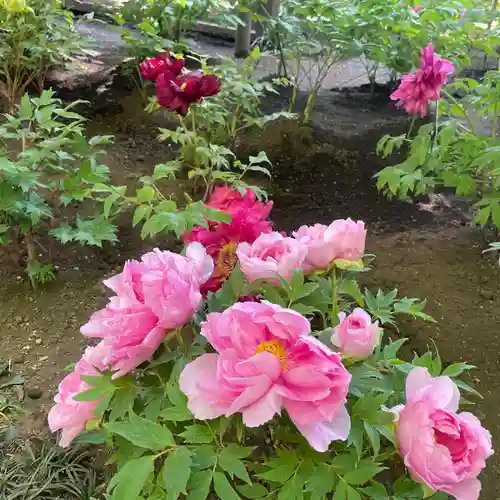 上野東照宮の自然