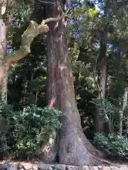 椿大神社の自然