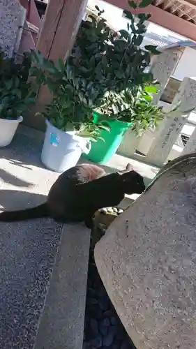 御嶽神社茅萱宮の動物