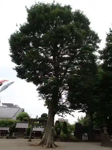 北野神社の自然