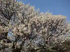 岡崎天満宮の自然