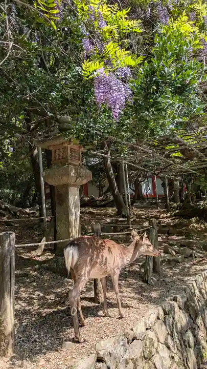 春日大社(奈良県)