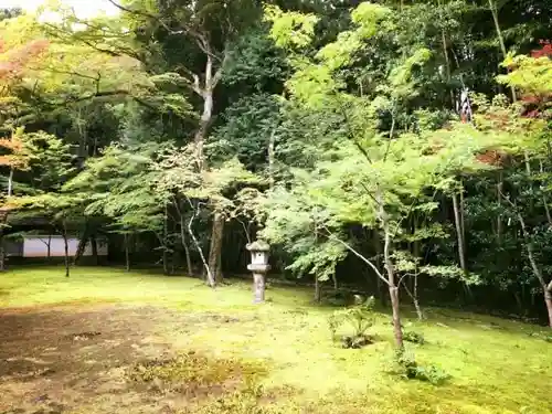 高桐院の庭園