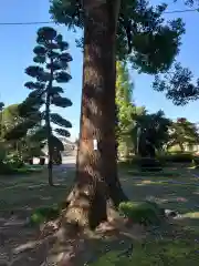 朝日森天満宮の自然